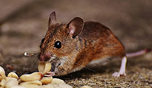 24 Hour & Emergency Exterminators in Elmwood Park, WI